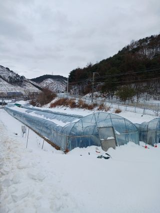 거촌어른님의 기타작물 · 영농일지 작성글 사진