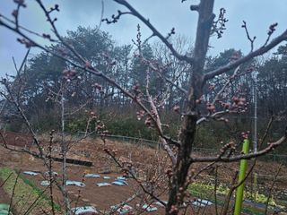 연모 자연의행복님의 기타작물 · 영농일지 작성글 사진
