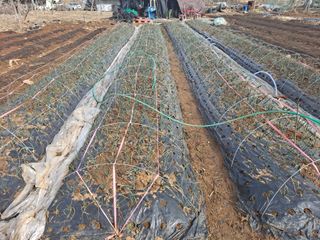 나누고싶어서님의 기타작물 · 영농일지 작성글 사진