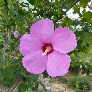 기중권님의 기타작물 · 영농일지 작성글 사진