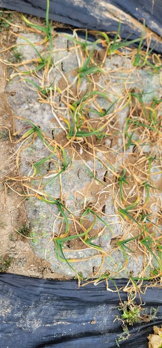 열정님의 기타작물 · 영농일지 작성글 사진