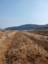 팜모닝 기타작물·영농일지 게시글 이미지