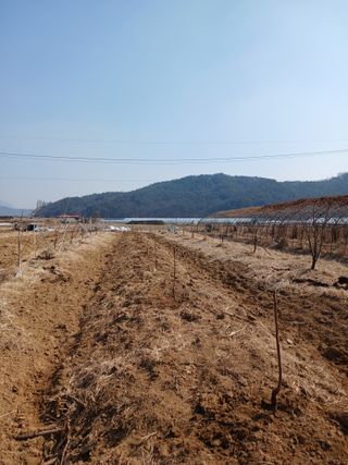 제키님의 기타작물 · 영농일지 작성글 사진