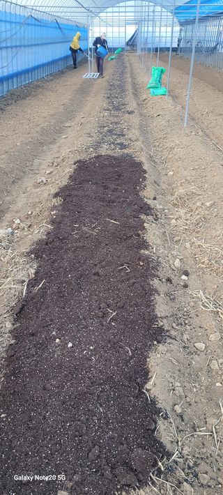 강태민님의 상추 · 영농일지 작성글 사진