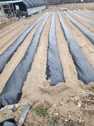  청계유정란 박진균님의 감자 · 영농일지 작성글 사진