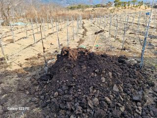 (김영준)쉐프님의 두릅 · 영농일지 작성글 사진