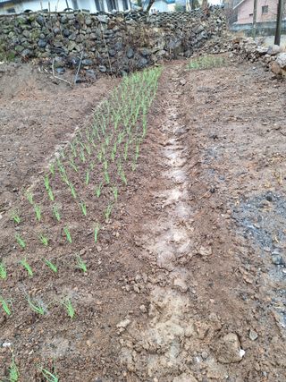 한정술님의 파 · 영농일지 작성글 사진