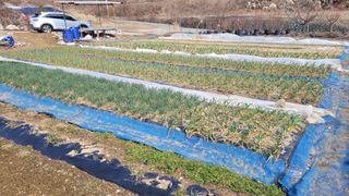 지피지기님의 마늘 · 영농일지 작성글 사진