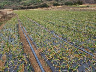 감14934님의 마늘 · 영농일지 작성글 사진