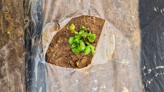 정태권님의 기타작물 · 영농일지 작성글 사진