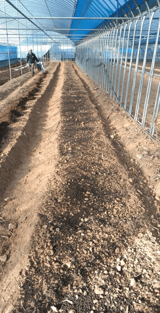 강태민님의 상추 · 영농일지 작성글 사진