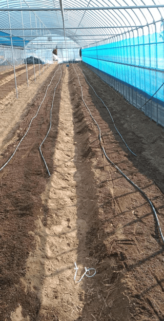 강태민님의 상추 · 영농일지 작성글 사진