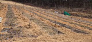 보민님의 기타작물 · 영농일지 작성글 사진