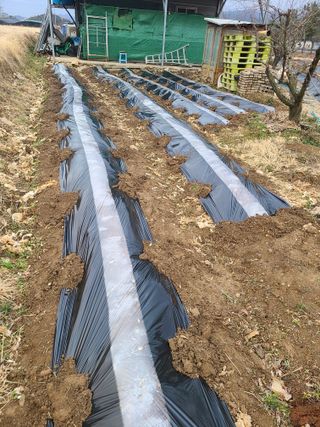 만청님의 감자 · 영농일지 작성글 사진