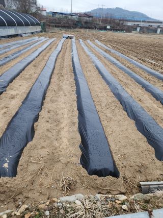  청계유정란 박진균님의 감자 · 영농일지 작성글 사진