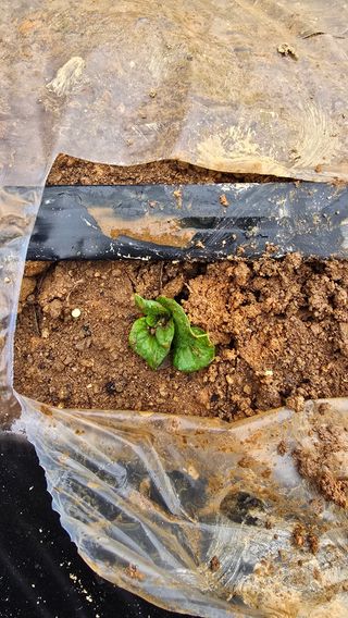 정태권님의 기타작물 · 영농일지 작성글 사진