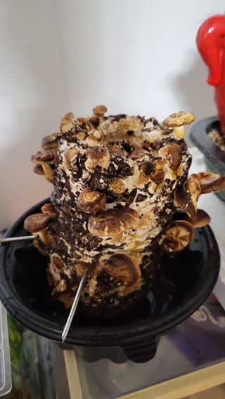 들깨14777님의 기타작물 · 영농일지 작성글 사진