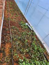 팜모닝 기타작물·영농일지 게시글 이미지