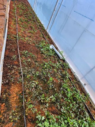 이병희님의 기타작물 · 영농일지 작성글 사진