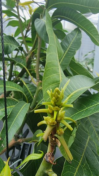 haluko님의 기타작물 · 영농일지 작성글 사진