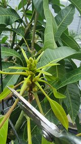 팜모닝 기타작물·영농일지 게시글 이미지