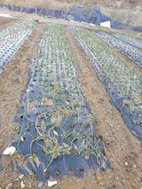 팜모닝 기타작물·영농일지 게시글 이미지