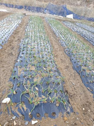 백조현율님의 기타작물 · 영농일지 작성글 사진