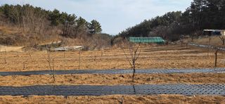 보민님의 기타작물 · 영농일지 작성글 사진