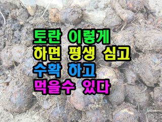 꿈꾸는텃밭님의 기타작물 · 영농일지 작성글 사진