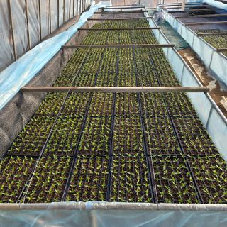 오정근님의 기타작물 · 영농일지 작성글 사진