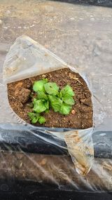 팜모닝 기타작물·영농일지 게시글 이미지