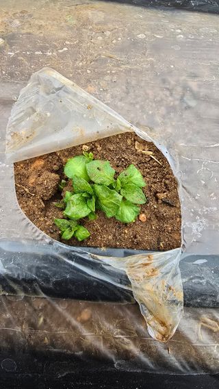 정태권님의 기타작물 · 영농일지 작성글 사진