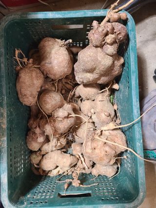 표고버섯10229님의 기타작물 · 영농일지 작성글 사진