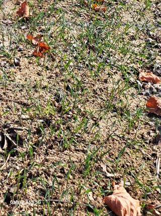 꿀벌박사님의 포도 · 영농일지 작성글 사진