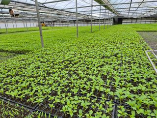 청운농원육묘장님의 기타작물 · 영농일지 작성글 사진