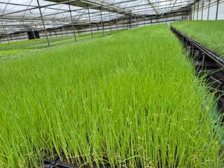 청운농원육묘장님의 기타작물 · 영농일지 작성글 사진