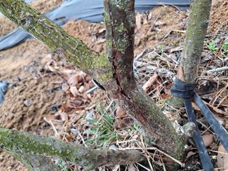 형남영님의 기타작물 · 영농일지 작성글 사진