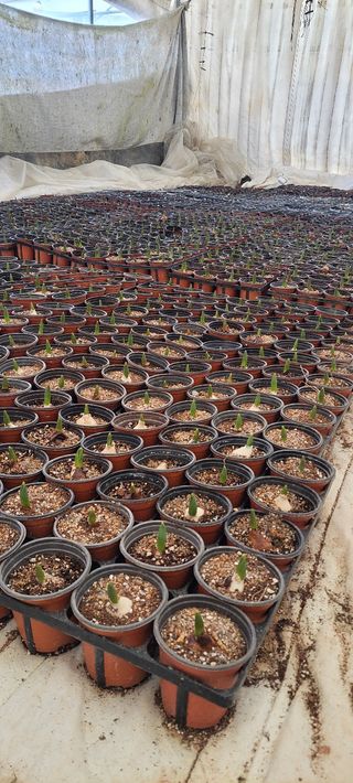 원스피릿팜님의 기타작물 · 영농일지 작성글 사진