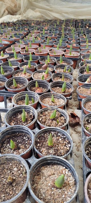 원스피릿팜님의 기타작물 · 영농일지 작성글 사진