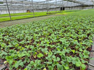 청운농원육묘장님의 기타작물 · 영농일지 작성글 사진