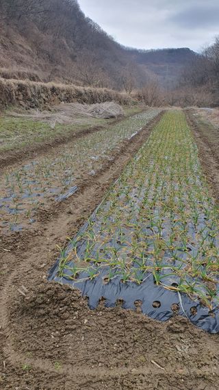홍광희님의 기타작물 · 영농일지 작성글 사진
