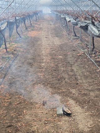 전진원님의 포도 · 영농일지 작성글 사진