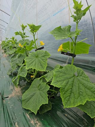 조영숙님의 오이 · 영농일지 작성글 사진