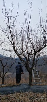 팜모닝 기타작물·영농일지 게시글 이미지