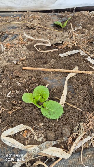 김호준님의 배 · 영농일지 작성글 사진