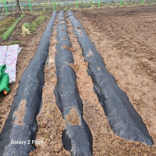 맹태임님의 기타작물 · 영농일지 작성글 사진