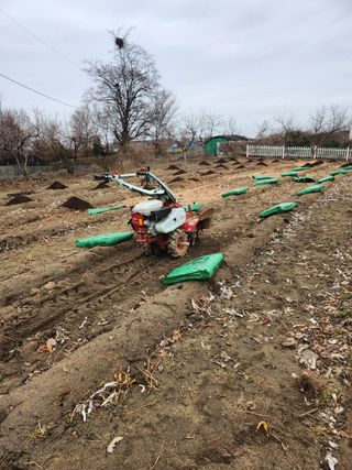 김연숙님의 감자 · 영농일지 작성글 사진