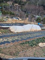 팜모닝 기타작물·영농일지 게시글 이미지