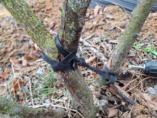 형남영님의 기타작물 · 영농일지 작성글 사진