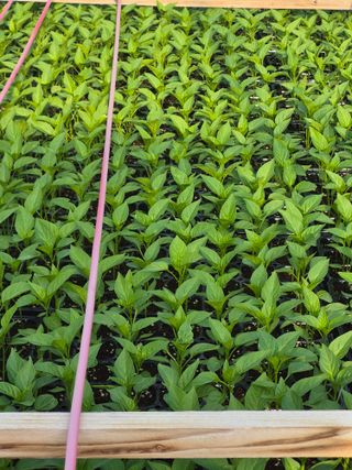 신태상님의 기타작물 · 영농일지 작성글 사진